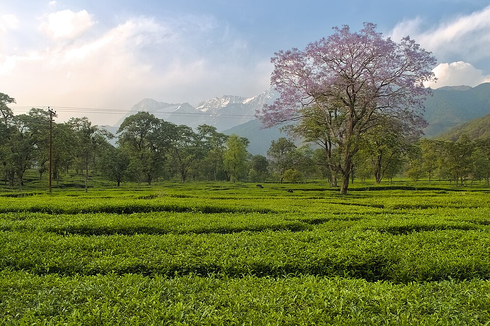 Manicured tea gardens in Kangra Valley